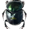 Helictopleurus giganteus