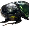 Helictopleurus giganteus - Image 2