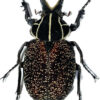 Inca clathrata clathrata