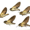 Coelonia fulvinotata ( 5-pcs )