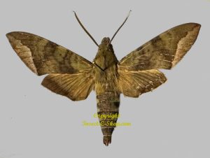 Nephele comma  ( spread )