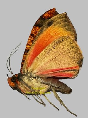 Moth sp. #15