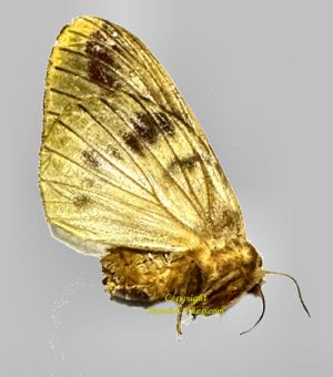 Moth sp. #17