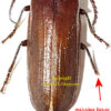 Closterus oculatus - Image 2
