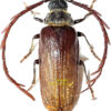 Closterus oculatus