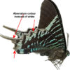 Urania leilus ( rare aberration ) – Image 2