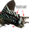 Urania leilus ( rare aberration )