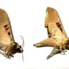 Adhemarius gannascus gannascus ( 2-pcs )