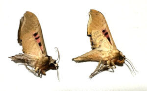 Adhemarius gannascus gannascus ( 2-pcs )