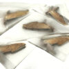 Protambulyx strigilis ( 5-pcs )