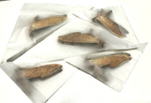 Protambulyx strigilis ( 5-pcs )