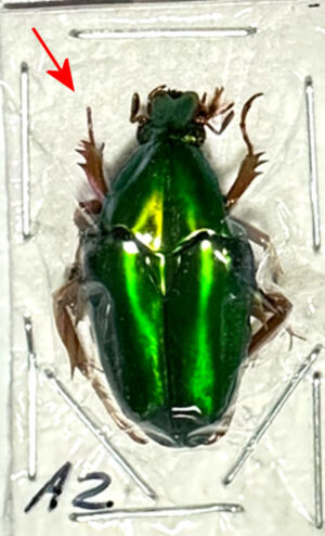 Hemichalcothea inermis