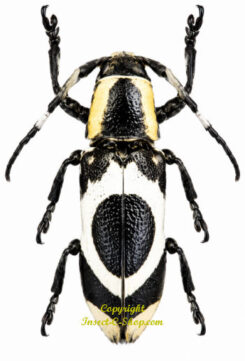 Callimetopus illecebrosus