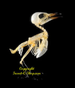 Dicaeum trochileum ( skeleton )