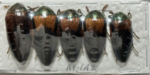 Sternocera tricolor ( 5-pcs )