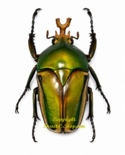 Eudicella frontalis