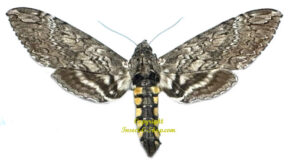 Manduca diffissa tropicalis ( spread )