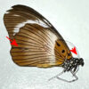 Papilio ( Druryia ) cynorta - Image 2