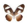 Papilio ( Druryia ) cynorta