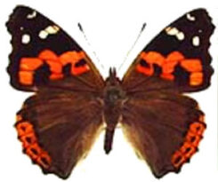 Vanessa indica indica ( 7pcs )