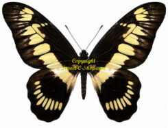 Graphium latreillianus theorini