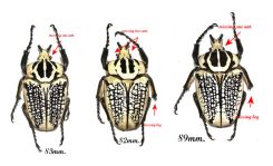 Goliathus orientalis sp. orientalis ( 3pcs )