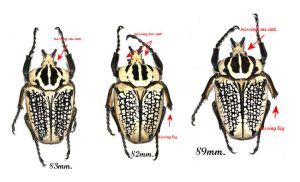 Goliathus orientalis sp. orientalis ( 3pcs )