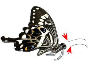 Papilio ( Druryia ) menestheus menestheus