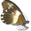 Papilio ( Druryia ) cyproefila cyproefila - Image 2