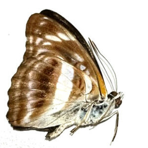 Limenitis disjuncta