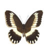 Papilio ( Druryia ) cyproefila cyproefila