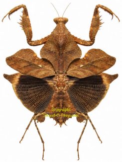 Deroplatys lobata ( étalé )