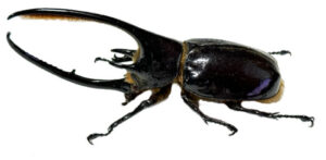 Dynastes neptunus neptunus - Image 2