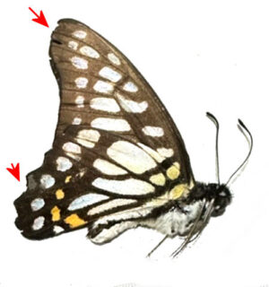 Graphium chironides chironides