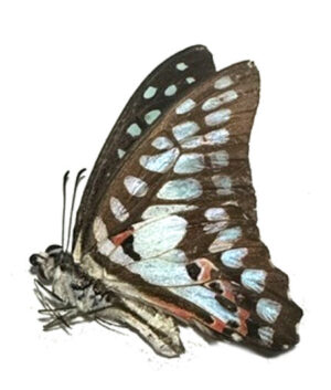 Graphium  doson axion