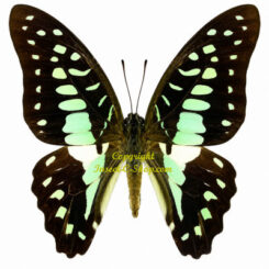Graphium doson nauta