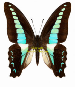Graphium sarpedon sarpedon