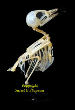 Pericrocotus cinnamomeus ( skeleton )