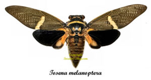 Tosena melanoptera ( spread )