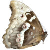 Morpho didius ( Pair ) - Image 2