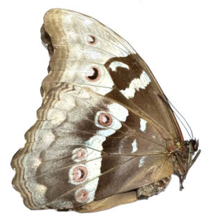 Morpho didius ( Pair ) - Image 2