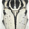 Goliathus goliatus  sp. intermedius