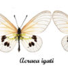 Acraea igati - Image 2