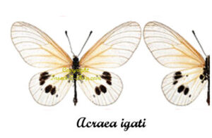 Acraea igati - Image 2