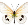 Acraea igati