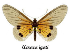 Acraea igati