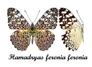 Hamadryas feronia feronia – Image 2