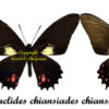 Heraclides ( Papilio ) chiansiades chiansiades - Image 2