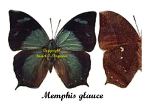 Memphis ( Anaea ) glauce - Image 2