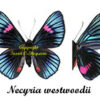Necyria westwoodi - Image 2